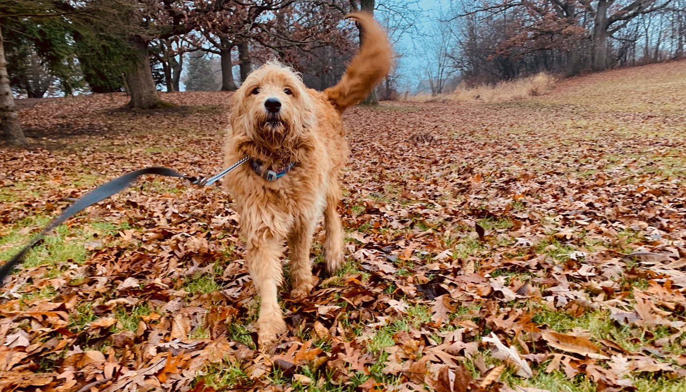 Our guests are wagging their tails on the way in and still wagging when they get picked up.